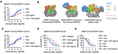 Mechanisms of resistance to active state selective tri-complex RAS inhibitors