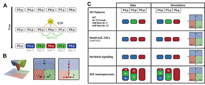 Measuring developmental information encoded by a dynamicallandscape