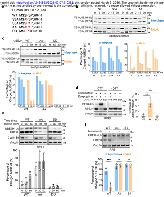 CDK/mTOR-dependent phosphorylation of UBE2H restrains its charging with ubiquitin and regulates CTLH-dependent degradation