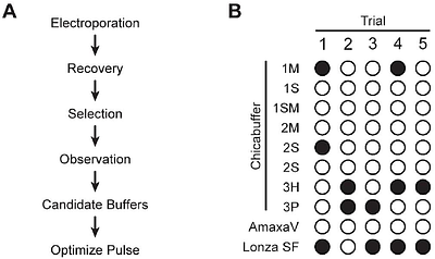 An accessible transfection protocol for choanoflagellates