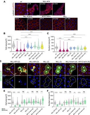 The human leukemic fusion protein MLL-AF4 promotes autophagy and cell death in the fat body of Drosophila melanogaster
