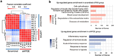 Placental invasion mismatch underlines pregnancy disorders and cancers