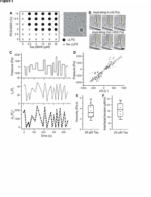 Differential effects of α-Synuclein monomers and seeds on the material properties of Tau condensates