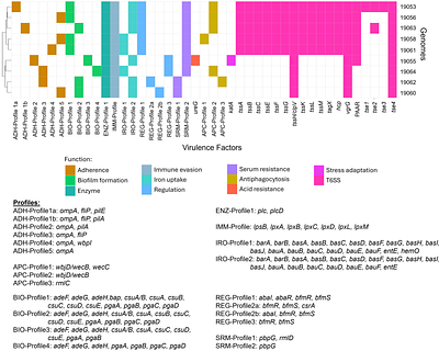 The road less travelled: Exploring the genomic characteristics and antimicrobial resistance potential of Acinetobacter baumannii from the indigenous Orang Asli community in Peninsular Malaysia