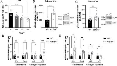 Telomere-driven senescence accelerates tau pathology, neuroinflammation and neurodegeneration in a tauopathy mouse model