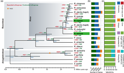 Two high-quality rose genomes underpin a novel Rosa pangenome to advance rose genomics, phylogenetics, and breeding