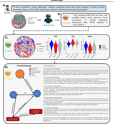 PhenoGraph: A Multi-Agent Framework for Phenotype-driven Discovery in Spatial Transcriptomics Data Augmented with Knowledge Graphs