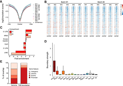 Socially regulated genes are spatially hyperconnected to enhancers in the ant brain