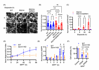 SARM1 is an essential component of neuronal Parthanatos