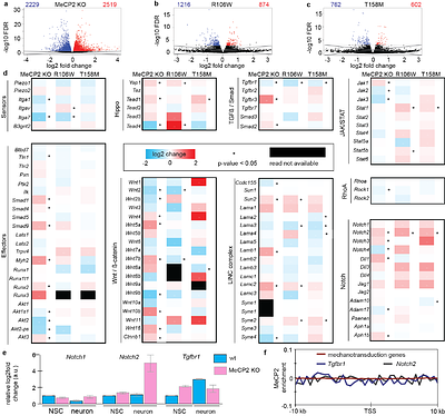 Chromatin organization controls nuclear stiffness
