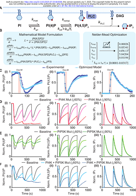 Parameter Optimization of Biochemical Models for Precision Medicine: A Case Study in PI(4,5)P2 Synthesis