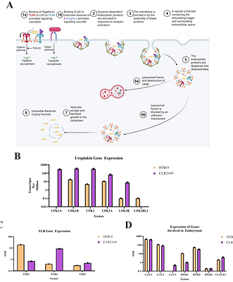 PREFERENTIAL INVASION OF DIFFERENTIATED BLADDER CARCINOMA CELLS BY FLAGELLATED GROUP B2 ESCHERICHIA COLI