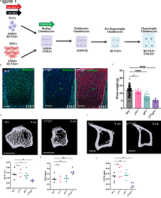 KMT2C and KMT2D regulate skeletal development through stage-specific epigenetic control of chondrogenesis
