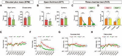 Oxytocin mediates the acquisition and strategy formation of cooperation in rats