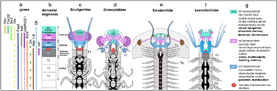 Cambrian Artiopoda Reveals a Constraint in Euarthropod Brain Evolution