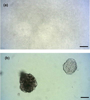 Safety Transparency in Animal Cell-Cultured Ingredients for Pet Food: A Case Study Establishing the Standard for Public Disclosure