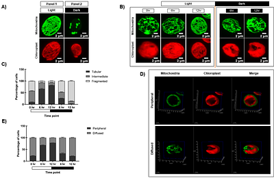Light-dark dependent rhythmic changes in chloroplast and mitochondrial activity in Chlamydomonas reinhardtii