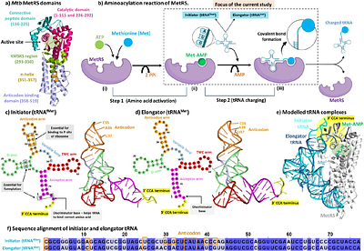 Initiator and Elongator tRNA Recognition Mechanism in Mycobacterium tuberculosis Methionyl-tRNA Synthetase
