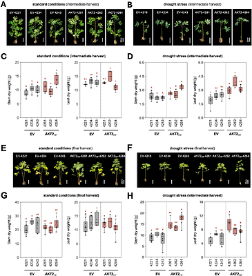 A non-rectifying potassium channel increases cassava drought tolerance and storage root yield