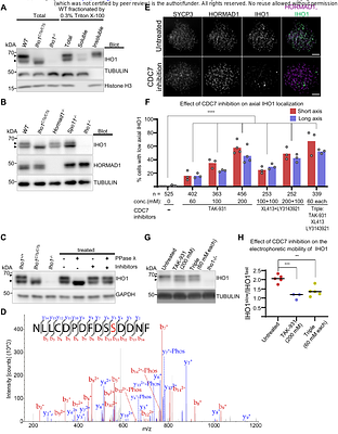 Seeding the meiotic DNA break machinery and initiating recombination on chromosome axes
