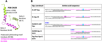 Quantitative and mutational analysis of soluble HIV-1 Vpu and calmodulin interactions