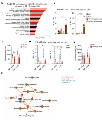 Ketogenic diet synergistic reprogramming of both host and microbiome promotes tissue regeneration