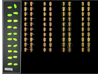 Open RGB Imaging Workflow for Morphological and Morphometric Analysis of Fruits using AI: A Case Study on Almonds.