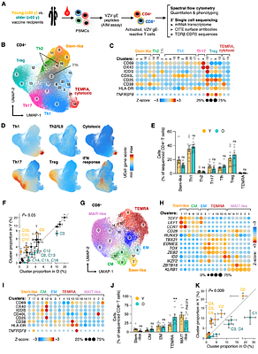 Antigen-specific Th17 T cells offset the age-related decline in durable T cell immunity