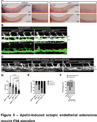 Vegfc-Vegfr3-Dependent Lymphatic Sprouting Requires Apelin Signaling