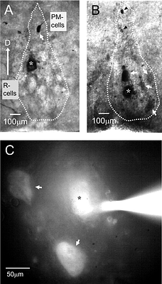 ANALYSIS OF INTRINSIC CONNECTIVITY IN A MULTIFUNCTIONAL CENTRAL PACEMAKER NUCLEUS IN VERTEBRATES.
