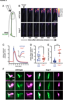 A stereotyped glial attachment determines the morphology and function of neuronal cilia