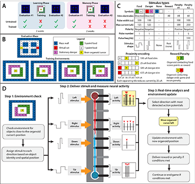 Long-Term Potentiation and Closed-Loop Learning in Paired Brain Organoids for CNS Drug Discovery