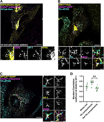 A general role for GGA adaptors in the modulation of AP-1-dependent trafficking