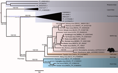 Genomic transfers help to decipher the ancient evolution of filoviruses and interactions with vertebrate hosts