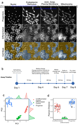 Single-cell morphological tracking of liver cell states to identify small-molecule modulators of liver differentiation