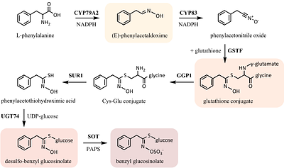 Optimization of the glucosinolate core pathway for production of simple glucosinolates in Escherichia coli
