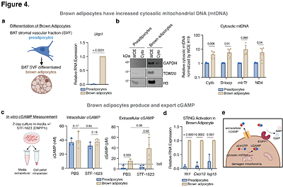 ENPP1 buffers extracellular cGAMP in brown adipose tissue to limit insulin resistance