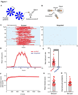 Drosophila learn about properties of objects through physical interaction