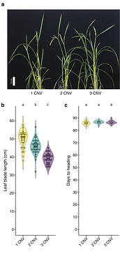 Fine-tuning quantitative agronomic traits by manipulating gene copy number in rice