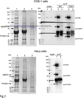 Insulin-degrading enzyme activity is modulated by interaction with pyrroline-5-carboxylate reductase 1