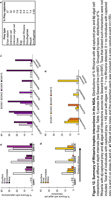 Rhizaria are unexpectedly abundant and exhibit taxonomic and trophic diversity in the eastern subarctic Pacific