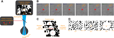 A discontinuity in motion perception during fixational drift