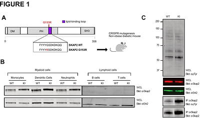 Gain-of-function mutation in SKAP2 leads to type 1 diabetes and broader autoimmunity through hyperactive integrin signaling in myeloid cells