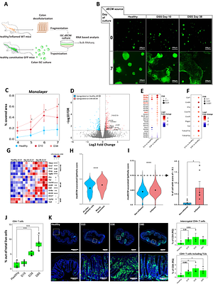 Persistent ECM Scarring Reprograms Intestinal Stem Cells to Drive Chronic Inflammation