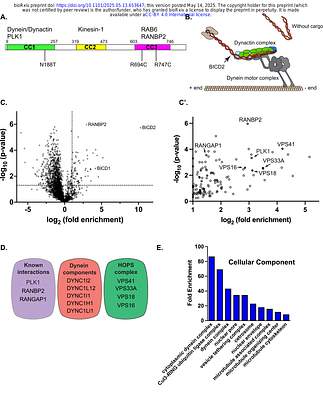 Dominant spinal muscular atrophy linked mutations in the cargo binding domain of BICD2 result in altered interactomes and dynein hyperactivity