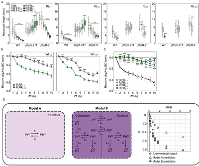 Arabidopsis thaliana Phytochrome A Sensory Properties in Canopy Shade