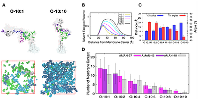 Influence of Lipomannan and Lipoarabinomannan Concentration on Mycobacterial Inner Membranes Characterized by All-atom Simulations