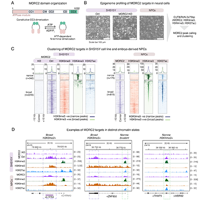 MORC2 directs transcription-dependent CpG methylation of human LINE-1 transposons in early neurodevelopment