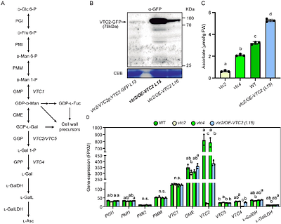 Arabidopsis lines with modified ascorbate concentrations reveal a link between ascorbate and auxin biosynthesis