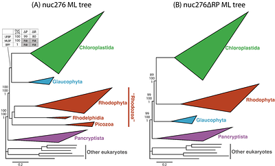 Phylogenetic dissection provides insights into the incongruity in the tree of Archaeplastida between the analyses of nucleus- and plastid-encoded proteins.